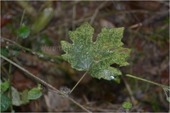 Urena lobata subsp. lobata